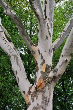 Platanus gövdesi diğer ağaçların yeşil yapraklarına karşı parkta.