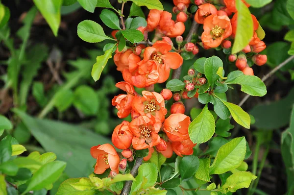 Parlak kırmızı çiçekli güzel bir dal, bulanık doğal arkaplan üzerine seçici bir odak