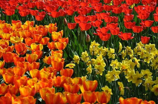Plenty Beautiful Fresh Colourful Tulips Blooming Garden Sunny Day Selective — Stock Photo, Image