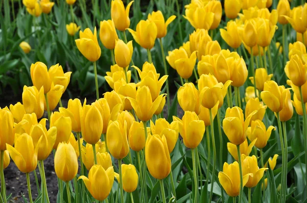 Plenty Bright Yellow Tulips Blooming Garden Spring Selective Focus — Stock Photo, Image