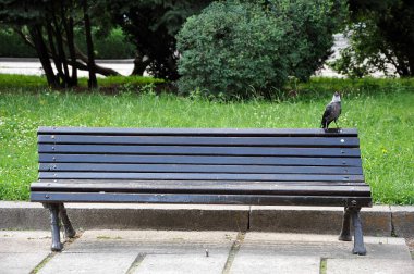 Belediye parkında boş ahşap bir bank ve üzerinde tek bir karga var.