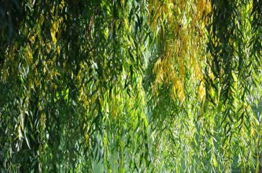 Yeşil ve sarı söğüt dalları güneş ışığında sarkıyor