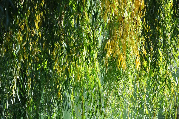 Yeşil ve sarı söğüt dalları güneş ışığında sarkıyor