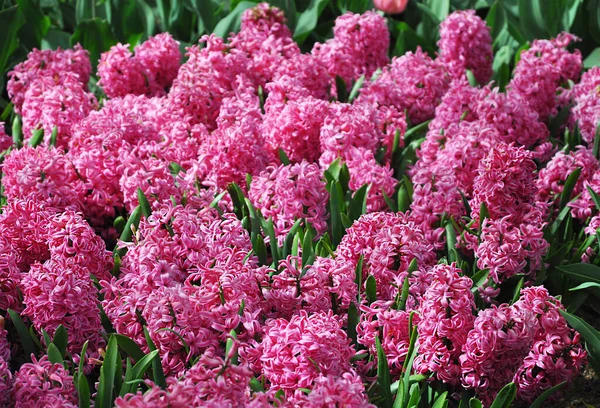 Several Fresh Fragrant Pink Hyacinths Blooming Garden Sunny Day Selective — Stock Photo, Image
