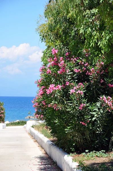Pembe çiçek açan Neryum zakkum, güneşli bir günde denizin yakınındaki bahçede.