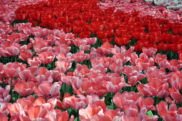 Plenty Pink Red Tulips Blooming Spring Garden Selective Focus — Stock Photo, Image