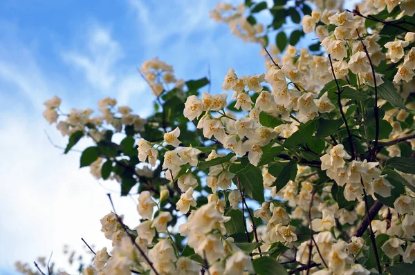 Mavi gökyüzüne karşı mis kokulu yasemin dalı, seçici bir odak.