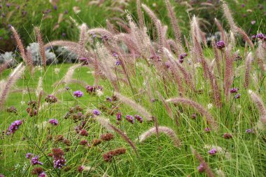 Bahçedeki diğer çiçeklerle birlikte pembe çiçek açan pennisetum, seçici odak