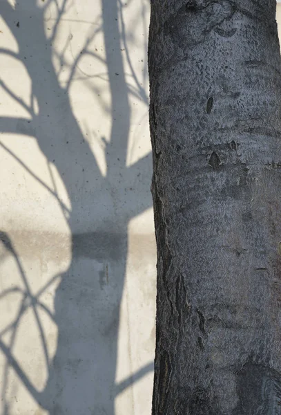a tree and its shadow on the wall
