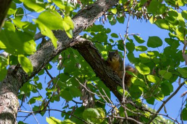 Şirin bir kırmızı sincap, bir bahar günü Missouri 'deki kırmızı tomurcuk ağacından aşağı bakar. Bokeh.