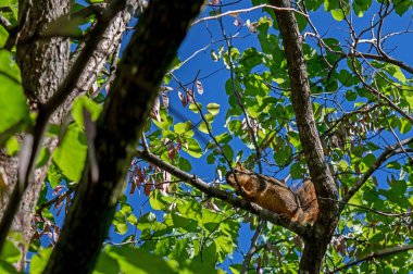 Güneybatı Missouri 'deki açık mavi gökyüzünün altında kızıl bir sincap. Bokeh etkisi.