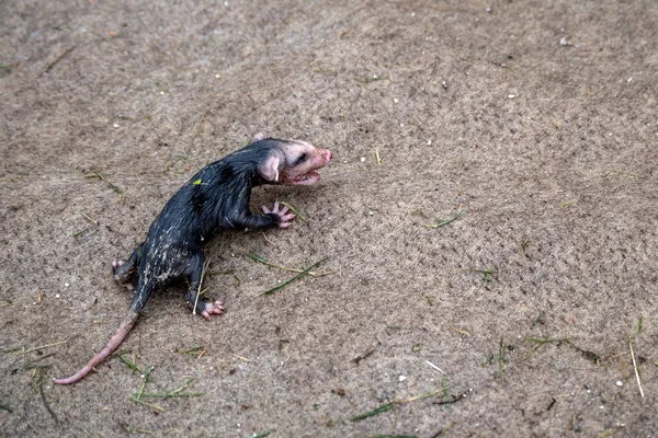 这只小负鼠是在密苏里州西南部的一个户外地毯上丢失 被遗弃和孤独的 Bokeh效应 — 图库照片