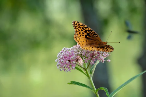 Joli Papillon Fritillaire Pailleté Sur Une Jolie Fleur Sauvage Rose — Photo