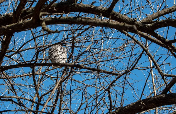 Gniazdo Szerszeni Zostało Skrupulatnie Zbudowane Masy Papierowej Wysoko Drzewie Missouri — Zdjęcie stockowe