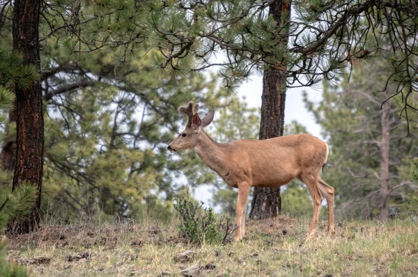 Ganzkörperporträt Eines Schönen Hirsches Colorado Mit Bokeh Hintergrund — Stockfoto
