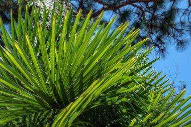 Yeşil yapraklar ve mavi gökyüzü Bokeh etkisi ile huzurlu bir doğa sahnesi çeker..