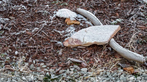 Rocher Arc Ciel Dans Lit Fleurs Recouvert Givre Parmi Les — Photo