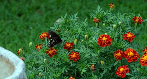 Una Bonita Mariposa Cola Tigre Sobre Caléndulas Naranjas Missouri Con — Foto de Stock