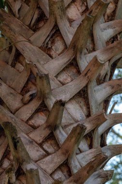 Mississippi 'deki palmiye kabuğunun detaylarını yakından gören bir gökyüzü var sadece. Bokeh.