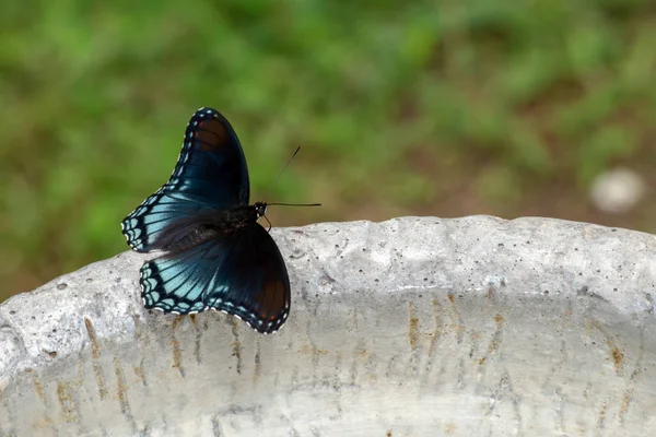 A dorsal view of a red spotted purple admiral resting on the edge of a cement bird bath in a Missouri backyard with nice bokeh background.