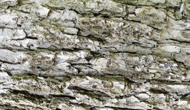 arkaplan, doku gri ağaç kabuğu yakın plan