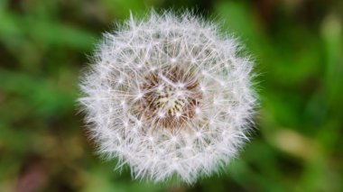 Yakın plan, karahindiba kafası yeşil arka planda.