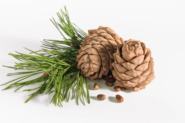 Close-up, isolate cedar cones with branches and nuts — Stock Photo, Image