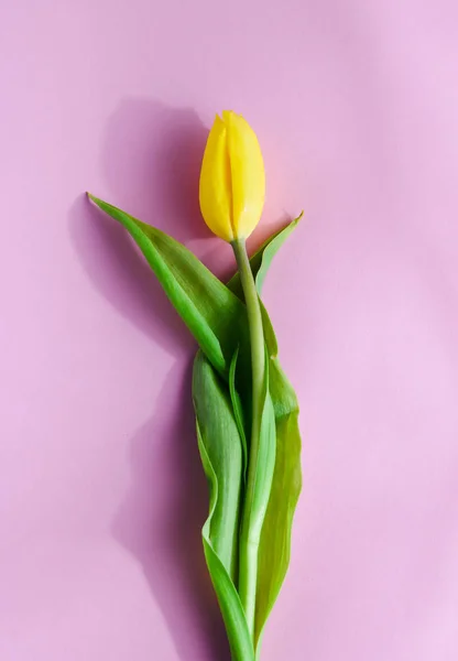 Arreglo de flores, tulipanes amarillos sobre un fondo rosa — Foto de Stock