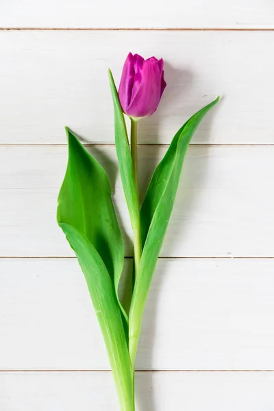 Tulipán púrpura sobre mesa de madera. Vista superior — Foto de Stock