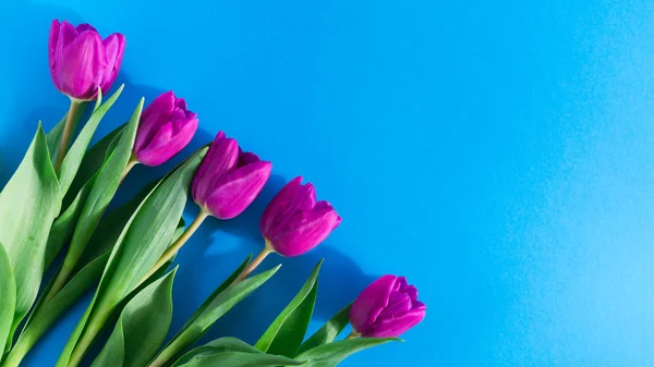 Ramo de tulipanes morados frescos sobre un fondo azul con espacio libre para el texto, vista superior — Foto de Stock