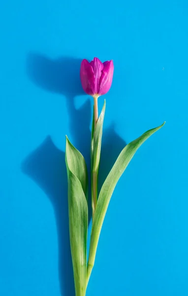 Un tulipán sobre un fondo azul, vista superior — Foto de Stock