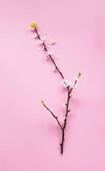 Concepto de primavera y juventud, minimalismo, rama de albaricoque floreciente sobre un fondo rosa — Foto de Stock