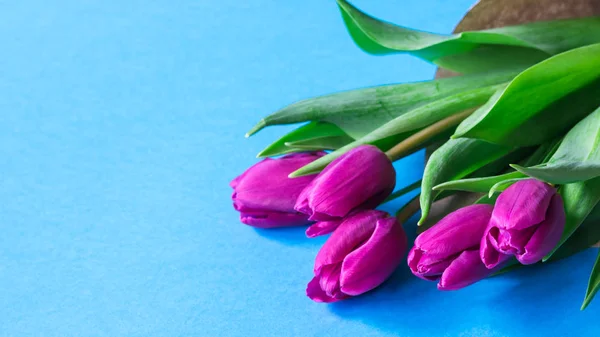 Ramo de tulipanes morados frescos sobre un fondo azul con espacio libre para el texto, vista superior — Foto de Stock