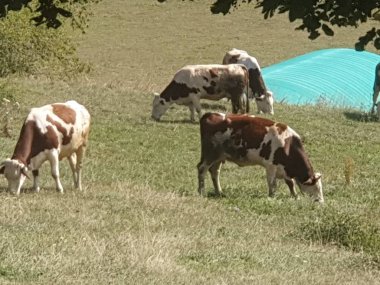 Jura 'ya hoş bir ziyaret (Fransa)