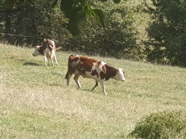 Jura 'ya hoş bir ziyaret (Fransa)