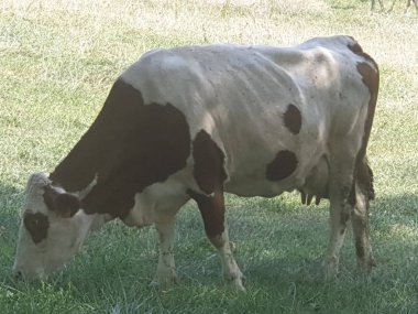 Jura 'ya hoş bir ziyaret (Fransa)