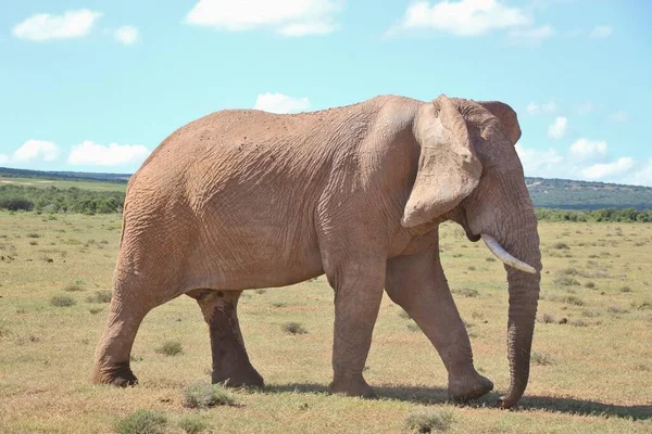 Ritratto Elefante Ambulante Nel Parco Nazionale Dell Addo Elephant Vicino — Foto Stock