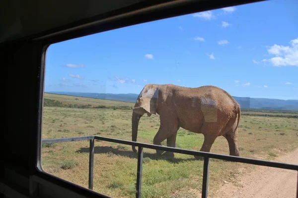 Прогулюючись Слоном Крізь Заднє Скло Автомобіля Сафарі Національному Парку Addo — стокове фото