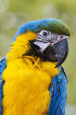 sarı - mavi renkli papağan