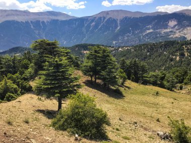 Sedir ağaçlarıyla orman manzarası
