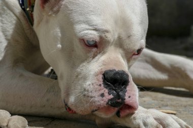 Dogo Argentino Türkiye 'de yerde yatıyor