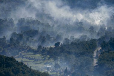Türkiye 'de dumanla kaplı bir çam ormanı