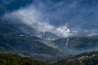 Türkiye 'de dumanla kaplı bir çam ormanı