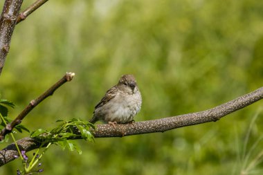 Şişko Serçe bir ağaç dalına tünemişti.