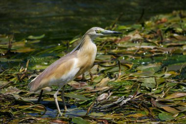 Antalya 'da balıkçılık Ardeola rallileri