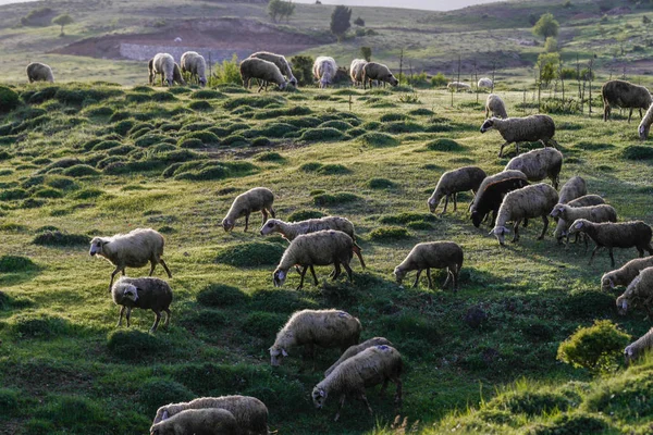 在土耳其绿色草原放羊 — 图库照片