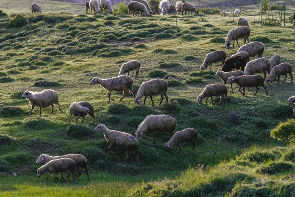 Pastoreio de ovinos em prados de cor verde na Turquia — Fotografia de Stock