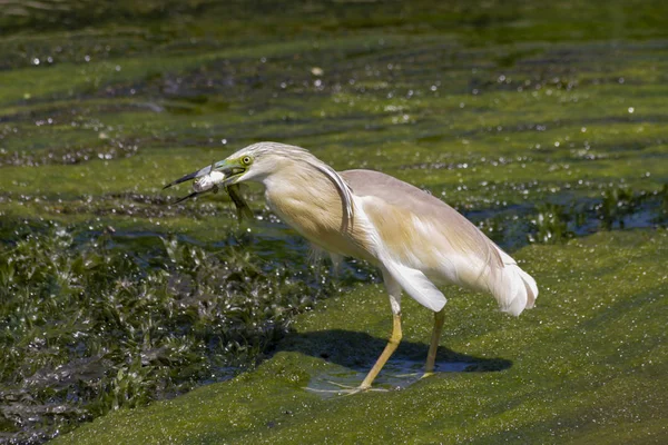 Pesca ralloides Ardeola em Antalya — Fotografia de Stock