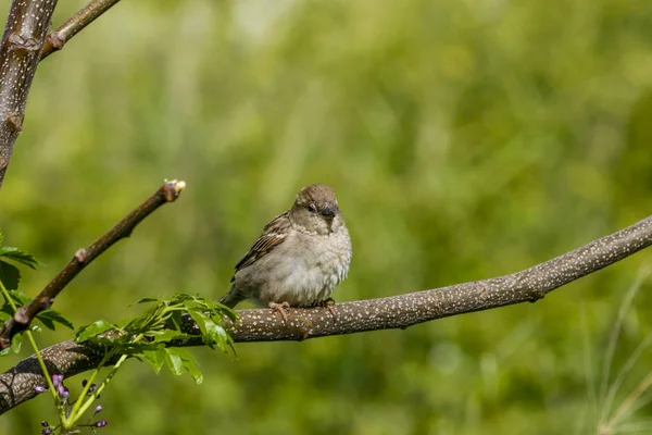 O Sparrow gordo empoleirado em um galho de árvore — Fotografia de Stock