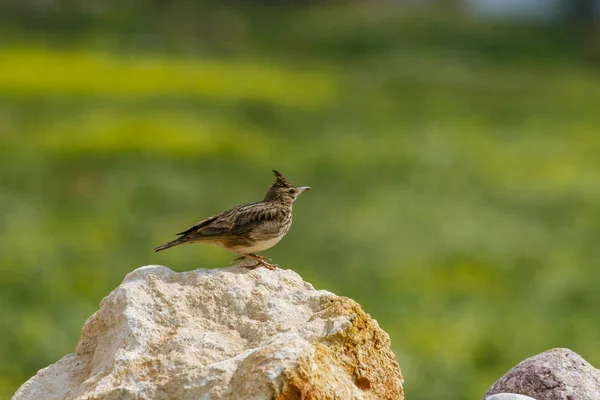 Galerida cristata perched on rockin Turkey — Stock Photo, Image